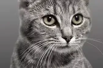 转载:MEOW MEOW?